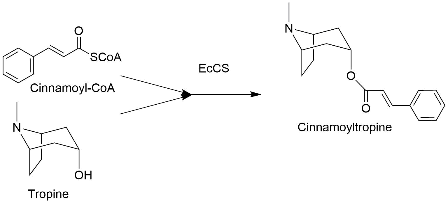 pathway